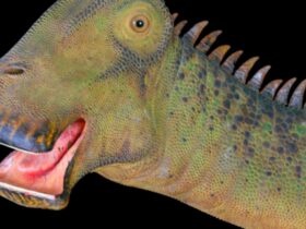 What dinosaur has 500 teeth