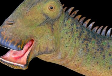 What dinosaur has 500 teeth